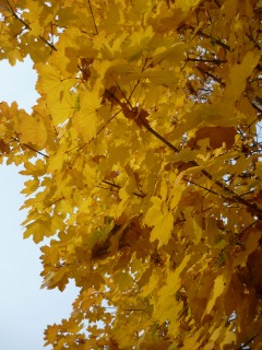  foglie dorate