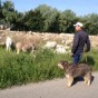 Meet the sheep on the way to the sea